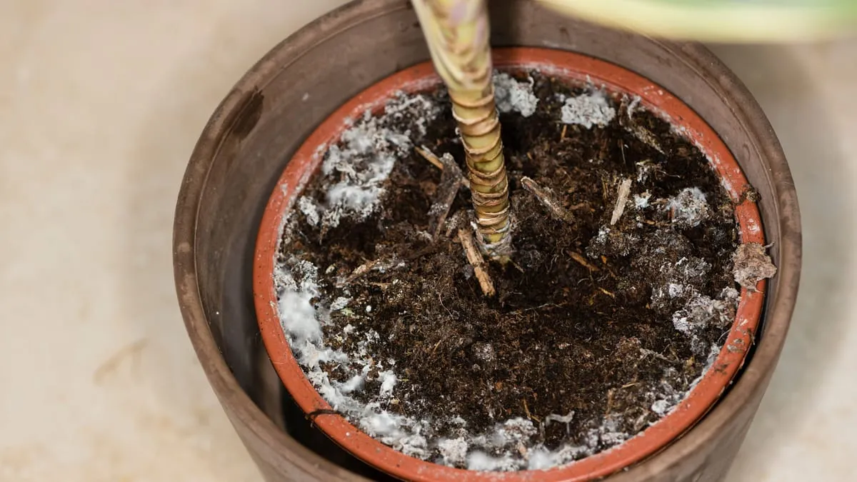 Potting soil moulds: dealing with white coatings and fungus gnats